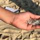 La France fait face à un mystérieux "cauchemar" de minuscules granulés de plastique 1 Stock photo de nurdles en plastique recueillis sur la plage